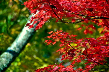 山口　大寧寺　秋　紅葉　モミジ
