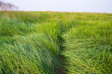 Natural Landscape view of green long grass plant with  the blue sky