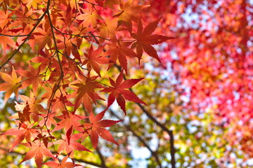 山口　大寧寺　秋　紅葉　モミジ
