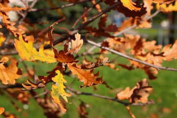 Beautiful maple leaves in autumn sunny day in foreground and blurry background.