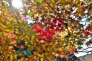 山口　大寧寺　秋　紅葉　モミジ　ハート
