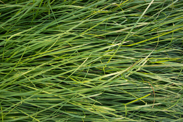 Long Green grass abstract pattern texture can be used as a natural background wallpaper