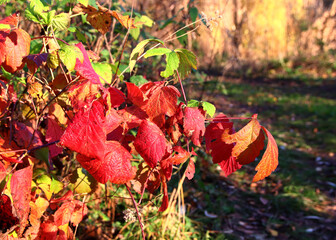 Beautiful maple leaves in autumn sunny day in foreground and blurry background.