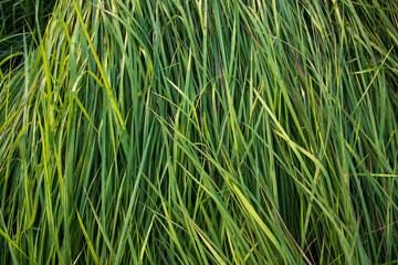 Long Green grass abstract pattern texture can be used as a natural background wallpaper
