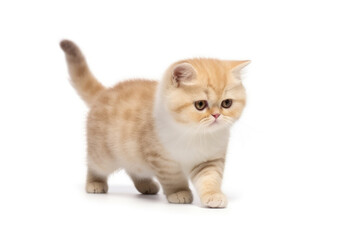 Munchkin cat