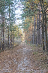 road made of sand among pine trees in nature in the autumn forest