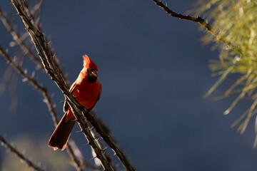 Northern Cardinal perches on ocotillo in Southwest environment portrait taken in Arizona, United...