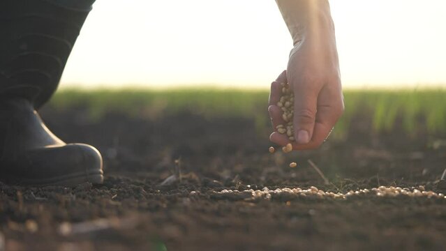 soybean agriculture. farmers hand a sows soybean grains in agricultural soil. agriculture business farm soybean concept. Farmer sows soybean grains. soy farm concept lifestyle