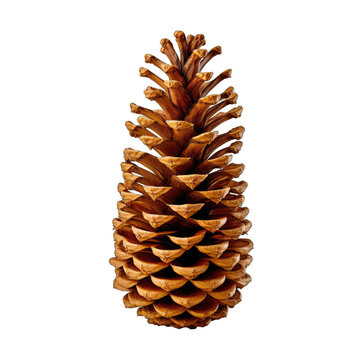 Foxtail pine cone isolated on transparent background