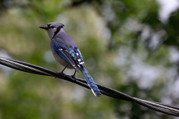 Blue Jay