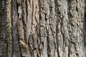 Happy Tree, bark detail
