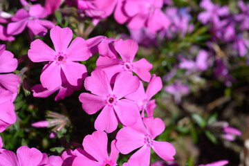 Obraz premium Creeping Phlox Fabulous Rose flowers