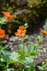 Orange avens flowers
