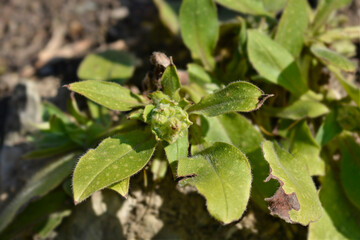 Red lungwort flower buds