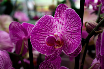 Close up view of orchid flower (Orchidaceae) background. Beautiful flower wallpaper in pink color.