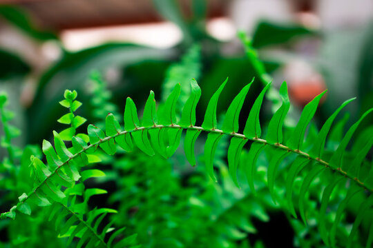 Close up view of Boston fern plant (Nephrolepis exaltata - Polypodiaceae) background. Beautiful plant wallpaper.