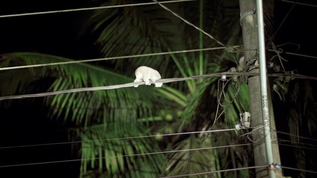 a Sumatran slow loris or Nycticebus coucang creeps very slowly on poles and power lines. nocturnal animals.