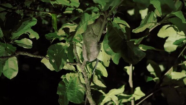  Nycticebus coucang or Sumatran slow lorise, moves slowly between tree branches at night.