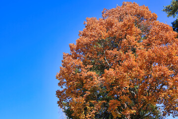 Fototapeta premium 11月の色鮮やかに紅葉している綺麗な木々