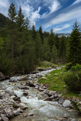 Fototapeta na wymiar Forest environment background with green pine