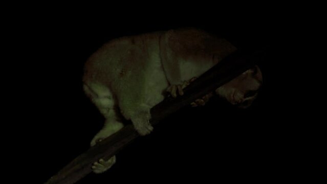 Nocturnal animals. Nycticebus coucang. Sumatran slow loris moves slowly between tree branches at night. Looking Away