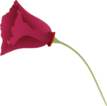 Singel red flower in bloom