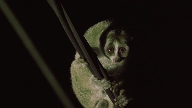 a Sumatran slow loris or Nycticebus coucang creeps very slowly on poles and power lines. nocturnal animals.