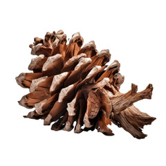 Fototapeta premium Great Basin bristlecone pine cone isolated on transparent background