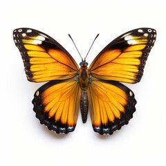 Fototapeta premium Bright Yellow Butterfly Isolated on Clean White Background
