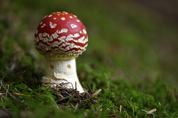 Fly Agaric mushrooms in the forest near Usk, Wales