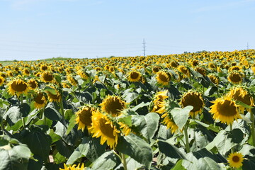 Obraz premium Field of sunflowers
