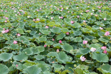 Lotus flower and Lotus flower plants in the pond at Udonthani, Thailand