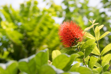 Beautiful Powderpuff Combretum (Combretum constrictum) flowers.