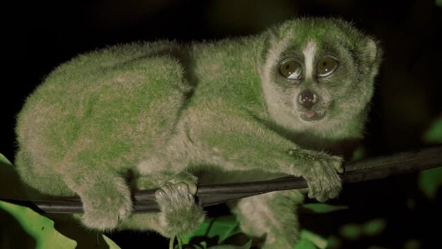 Nycticebus coucang. Observe the Sumatran slow loris at night which moves very slowly.