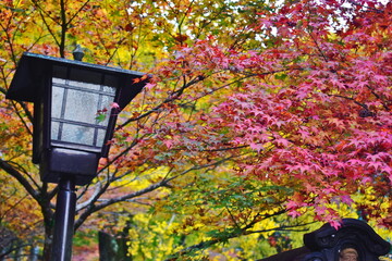 山口　吉香公園　秋　紅葉　モミジ
