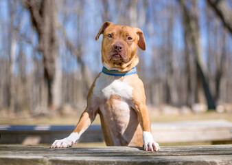 A Pit Bull Terrier puppy standing with its front paws on a bench