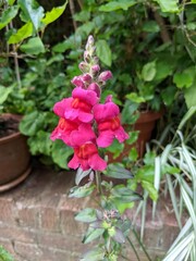 Fototapeta na wymiar Close up shot of bright pink Snapdragon flower in bloom