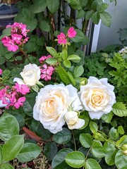 White Happy Birthday rose varity and pink Geraniums