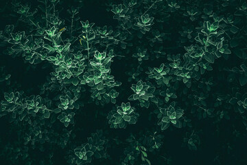 Fototapeta na wymiar Group of background tropical green leaves texture. Natural green wallpaper and background. Green of Nature wallpaper..