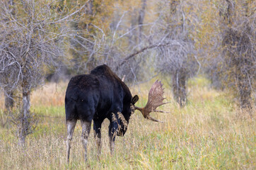 Bull Moose During the Rut in Wyoming in Autumn