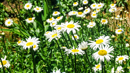 Beautiful daisy garden, sunny day