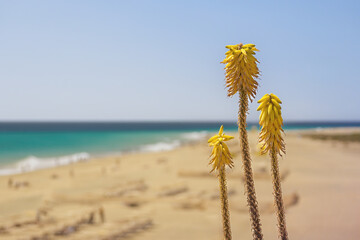 Aloe vera. Yellow flowering Aloe plant with the beach and turquoise water of the Atlantic ocean in the background. Fuerteventura, Canary Islands, Spain. Copy space.
