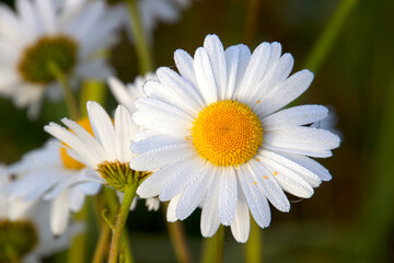 Fototapeta premium Daisy with dew drops from a cold night so lovely