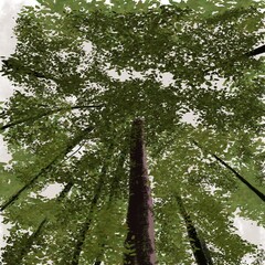 Fototapeta premium trees in the woods