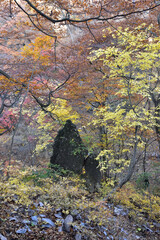 Climbing  Mount Iwabitsu, Gunma, Japan