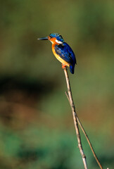 Martin pêcheur d'Europe,.Alcedo atthis, Common Kingfisher