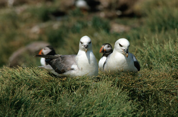 Fulmar boréal,  Pétrel fulmar, .Fulmarus glacialis, Northern Fulmar
