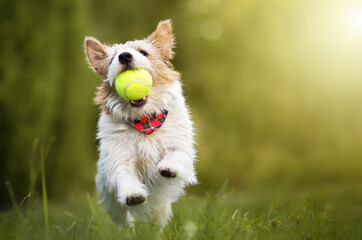 Playful happy active dog running and playing with a tennis toy ball in the grass. Puppy hyperactivity.