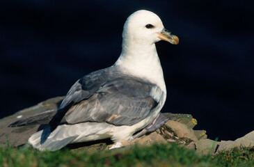 Fulmar boréal, Pétrel fulmar, .Fulmarus glacialis, Northern Fulmar