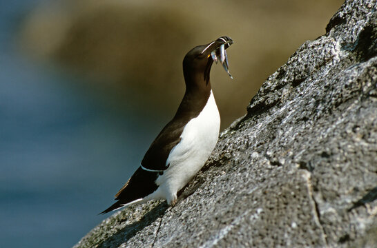 Pingouin torda, Petit Pingouin.Alca torda, Razorbill